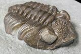Long Eldredgeops Trilobite - Paulding, Ohio #85554-2